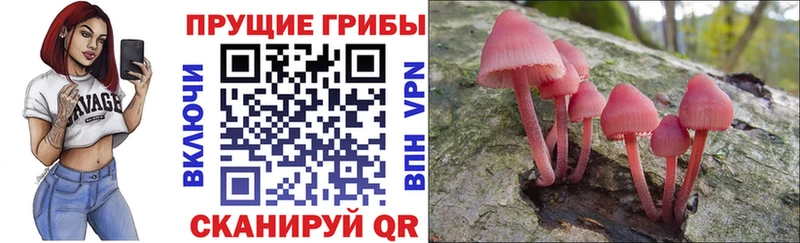 Псилоцибиновые грибы Cubensis кракен как зайти Лакинск магазин наркотиков